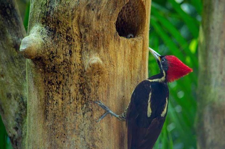Villas Ecotucan Bacalar Bagian luar foto